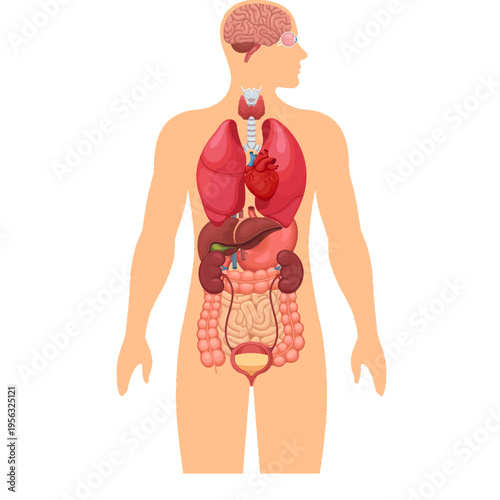 Illustration of human anatomy
