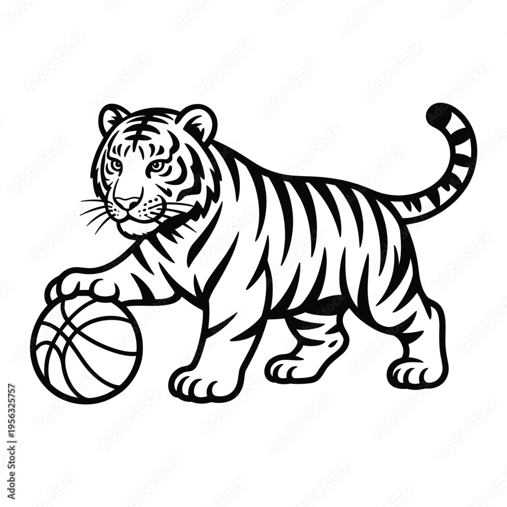 Fototapeta premium White tiger playing basketball black and white animal
