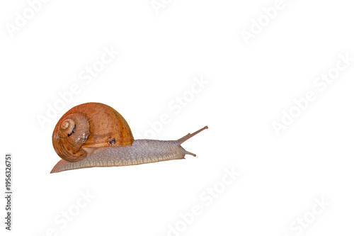 фотографія A brown-shelled snail moving slowly and isolated on a transparent background—a detailed macro nature stock photo