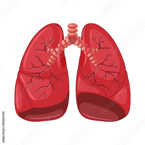 Illustration of lungs