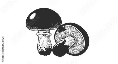 Vector illustration of hand drawn illustration of mushrooms on a transparent background