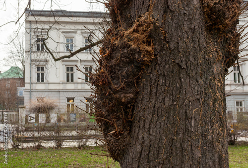 Принти на полотні Close-up of a mature tree trunk showing heavy pruning scars, callus tissue and epicormic shoot regrowth