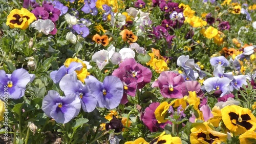 Colorful Flowers Swaying in the Wind, Vibrant Blooming Garden Scene.