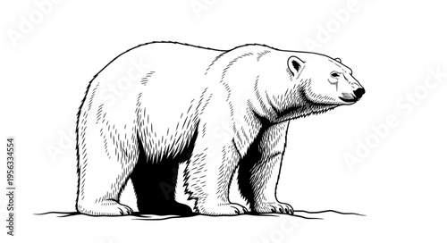 Majestic Polar Bear Standing Tall in a Detailed Black and White Illustration.