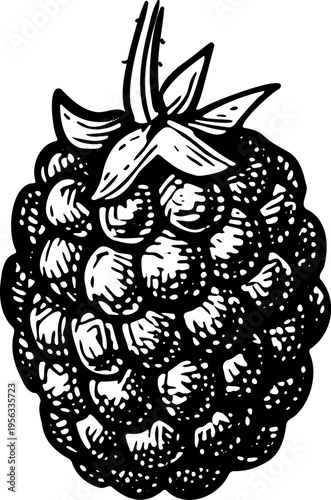 Blackberry. Isolated ink sketch. Hand-drawn vintage engraving illustration.