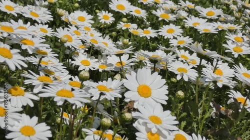 Colorful Flowers Swaying in the Wind, Vibrant Blooming Garden Scene.