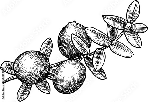 Ink sketch of a cranberry sprig with berries and leaves. Hand drawn vintage engraving illustration.