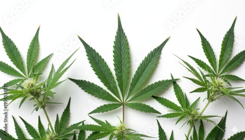 cannabis leaf on white background