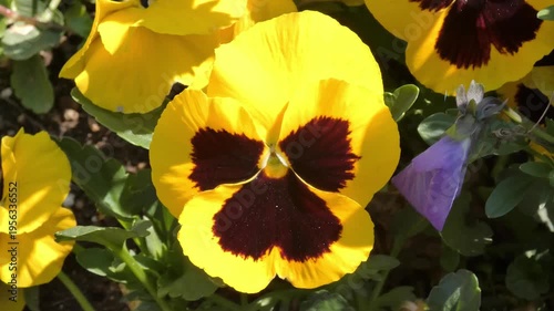 Colorful Flowers Swaying in the Wind, Vibrant Blooming Garden Scene.
