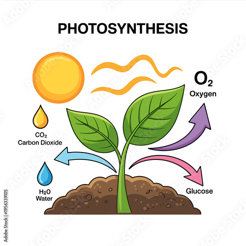 Plant photosynthesis process with sun and soil  plants and flowers