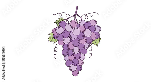 A bunch of purple grapes hanging.