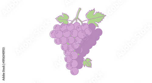 Bunch of purple grapes hanging down.