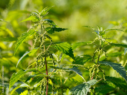 Urtica dioica, often known as common nettle, burn nettle, stinging nettle, nettle leaf, or just a nettle or stinger, is a herbaceous perennial flowering plant in the family Urticaceae