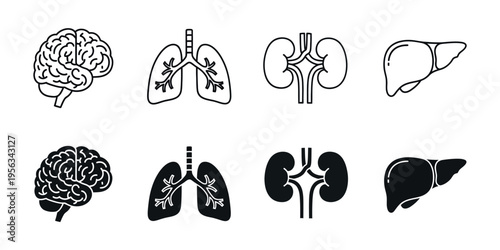 Human brain lungs kidneys and liver medical illustrations
