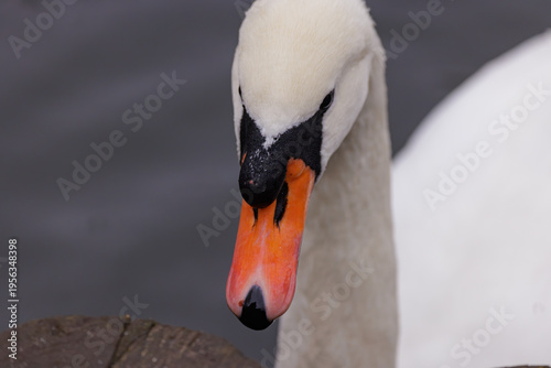 Foto Elegant swan glides gracefully through calm waters during a serene afternoon in