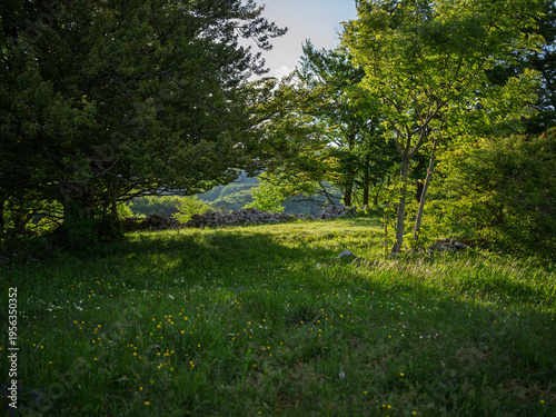 Natural stone wall in a sunlit forest.
