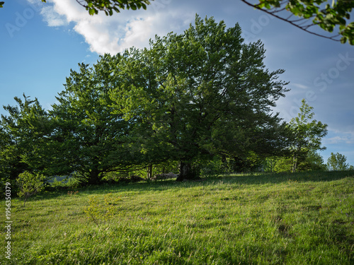 Trees at the edge of a sunlit forest.