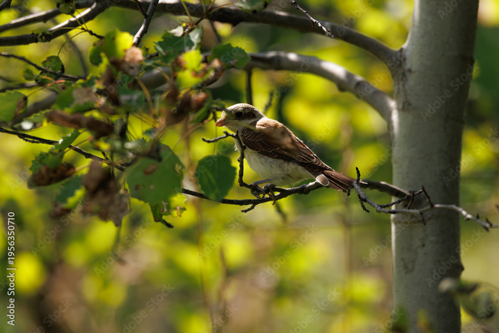Fototapeta premium Bird perched on a branch surrounded by lush green foliage in a serene forest setting during daylight