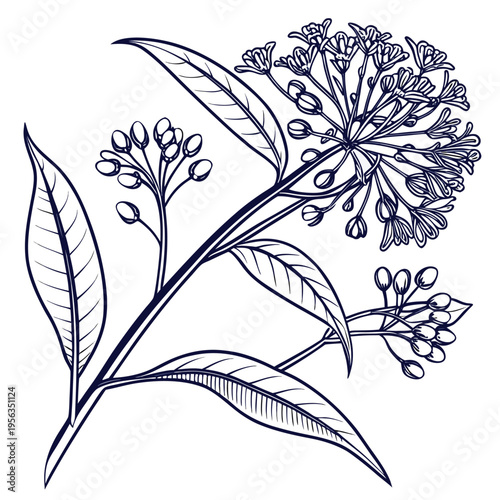 Obraz na plátne milkweed vector