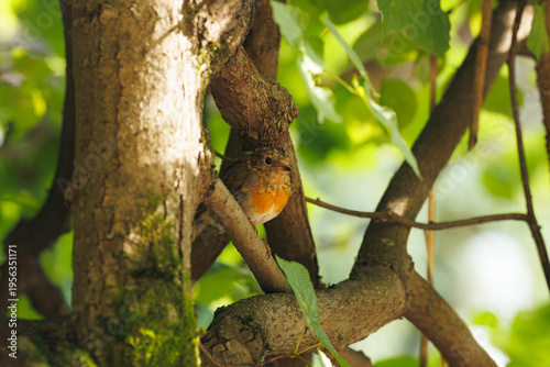 Фотография A small bird rests quietly among branches in a sunlit forest, surrounded by gree