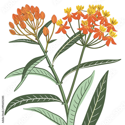 milkweed colorful on white background