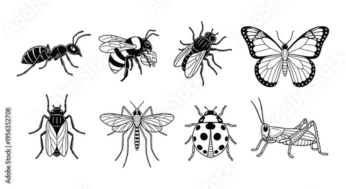 A collection of various insects in a black and white illustration