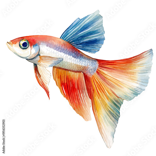 Guppy Fish, vibrant watercolor vector illustration with flowing and detailed brush strokes, isolated on a white background.