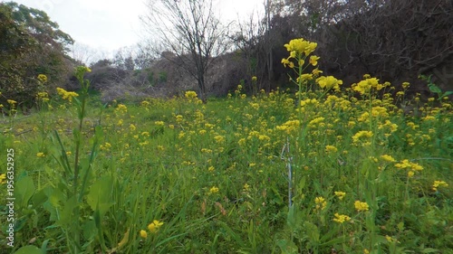 Canola Flowers Swaying in the Wind, Static Shot of Yellow Spring Field