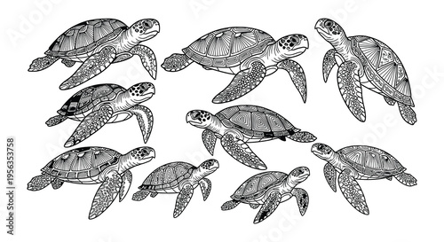 A collection of detailed hand drawn sea turtles in various poses