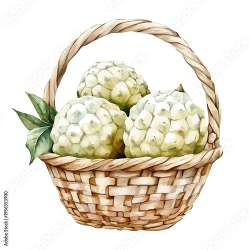 Custard Apple Basket, vibrant watercolor vector illustration with flowing and detailed brush strokes, isolated on a white background.