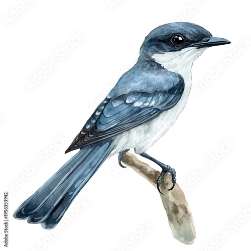 Cuckooshrike, vibrant watercolor vector illustration with flowing and detailed brush strokes, isolated on a white background.