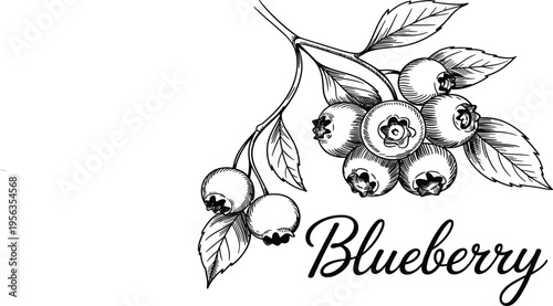 Hand drawn blueberry branch vector illustration, vintage botanical fruit sketch, fresh organic berry garden plant