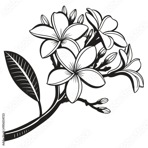 frangipani silhouette on white background
