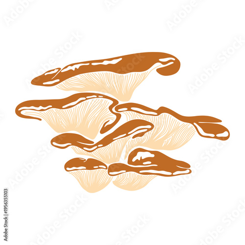 Pleurotus ostreatus mushroom. Abstract forest gilled oysters mushrooms, wild fungi with caps and stalks, edible mycology raw food, organic species ingredients. Vector illustration