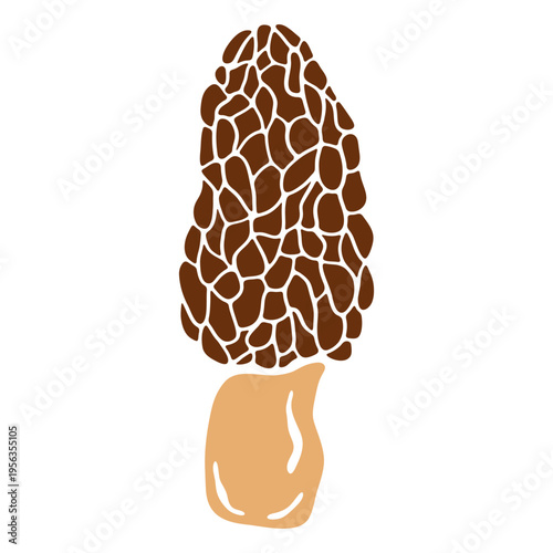 Morel mushroom. Wild forest Morchella esculenta, edible spring fungi with honeycomb brown cap and pale stalk, gourmet organic food ingredient. Vector flat illustration