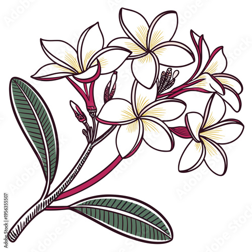 frangipani vector
