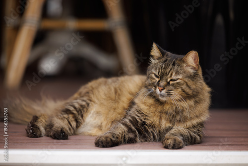 Φωτογραφία Fluffy cat enjoys a sunny afternoon on a wooden deck, soaking up the warmth of t