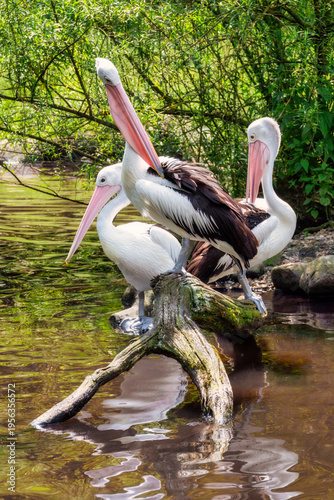 Drei Brillenpelikane stehen hintereinander auf einem Baumstamm im Wasser in der Sonne und sehen zusammen aus wie eine Statue oder Skulptur