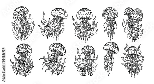 Detailed illustration of various jellyfish with ornate swirling patterns
