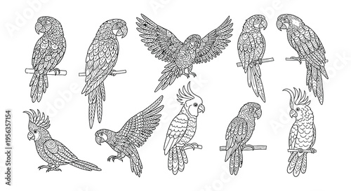 Detailed illustration of various parrot species in a monochrome style