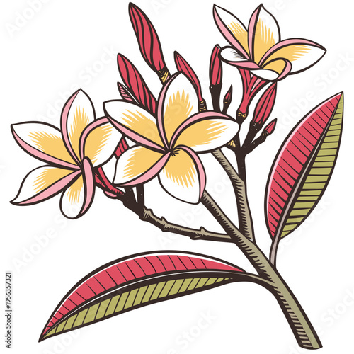 frangipani colorful on white background