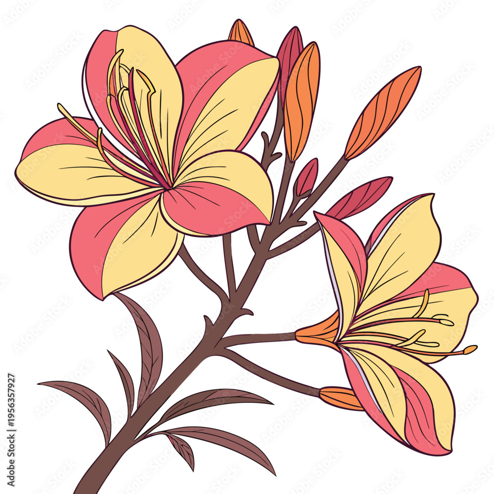 Obraz premium evening primrose colorful on white background