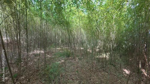 Slowly Moving Through Dense Bamboo Grove, Immersive Green Forest Path in Japan (No People)