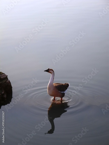 Oie dans l'eau-INDE Rajasthan