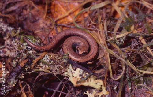 Close-up of a small, reddish-brown California slender salamander (Batrachoseps attenuatus)  curled up on the moist ground. It is a member of the lungless salamander family Plethodontidae. 