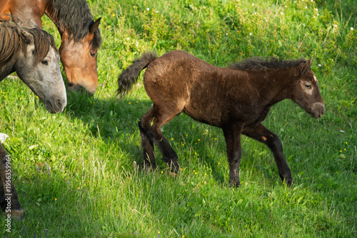 A young foal runs in front of its herd.