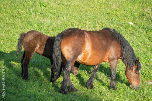 A young foal looks out from under its mother mare.