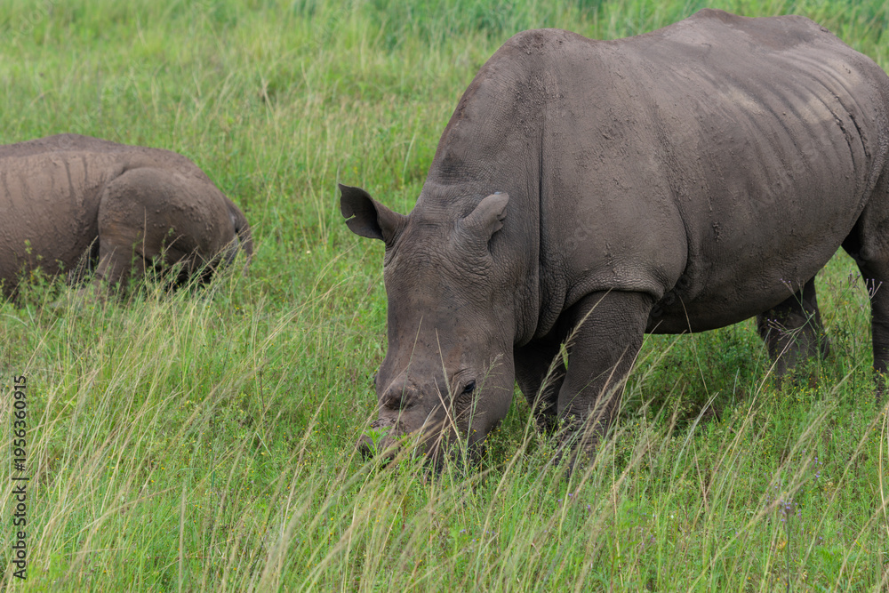 Obraz premium White rhinoceros standing in green African savanna grassland