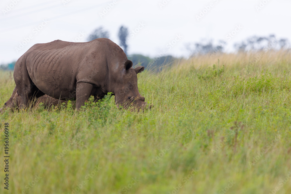 Fototapeta premium White rhinoceros standing in green African savanna grassland