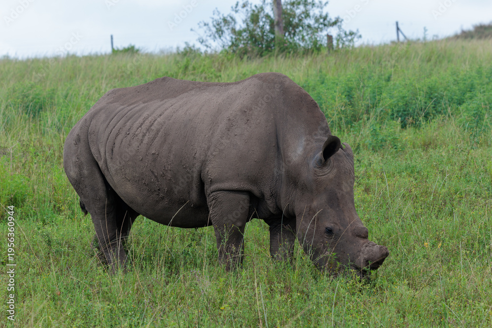 Fototapeta premium White rhinoceros standing in green African savanna grassland